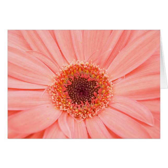Gerbera Rosa Hälsningskort (Framsidan Horizontal)