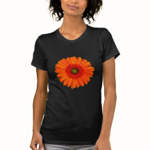 Gerbera