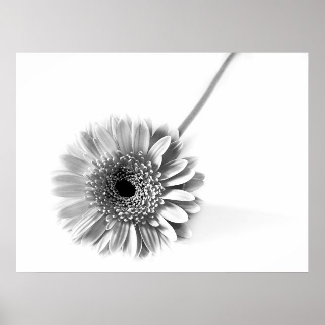 Gerbera tusensköna poster (Framsidan)