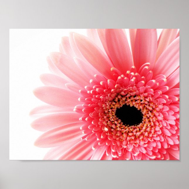 Gerbera Tusenskönor Affisch (Framsidan)