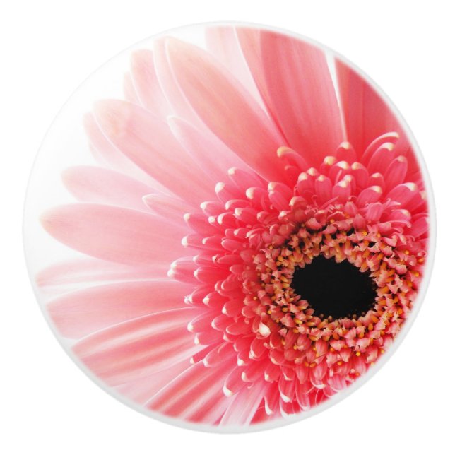 Gerbera Tusenskönor   Knopp (Framsidan)