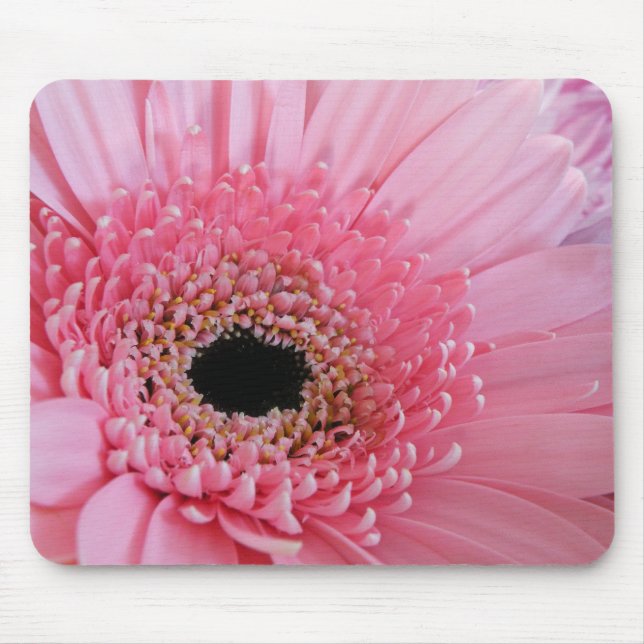 Gerbera Tusenskönor Musmatta (Framsidan)