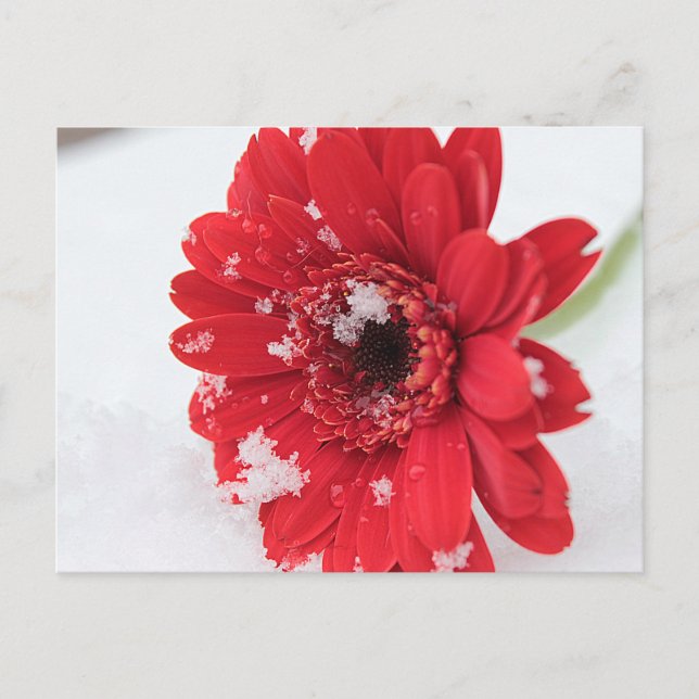 Gerbera Vykort (Framsida)