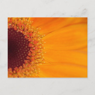 Gerbera Vykort