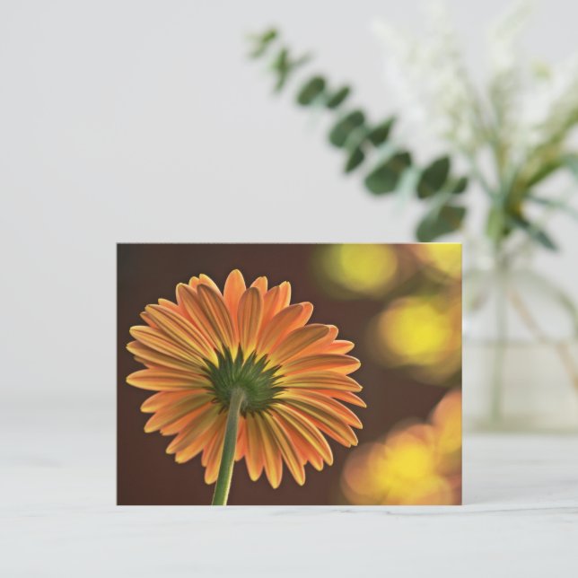 Gerbera Vykort (Stående Fram)