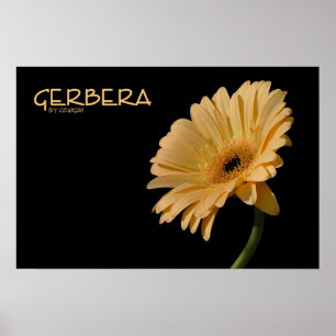 Gerberaaffisch Poster