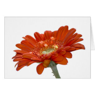 Gerberablomma för orange daisy hälsningskort