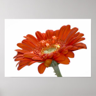 Gerberablomma för orange daisy poster