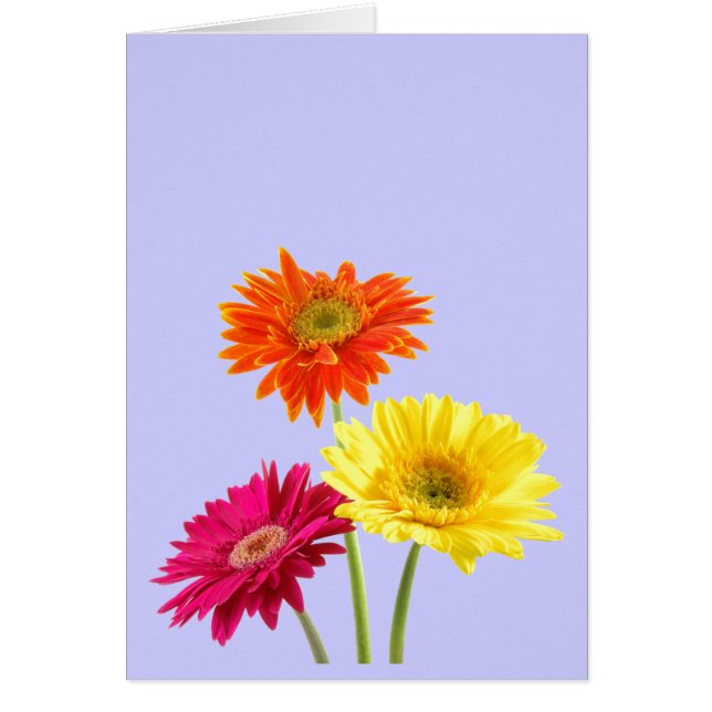 Gerberadaisy Hälsningskort (Framsidan)