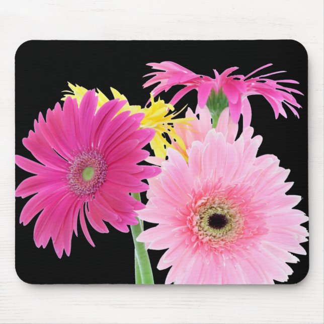 GerberadaisyPiink blommor Musmatta (Framsidan)