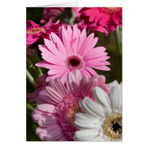 Gerberas Card OBS Kort