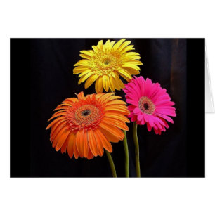 GERBERAS GALORE 2 HÄLSNINGSKORT