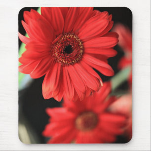 Gerberas Musmatta