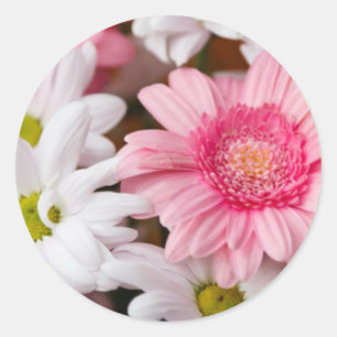 Gerberas och Chrysanthemums Runt Klistermärke