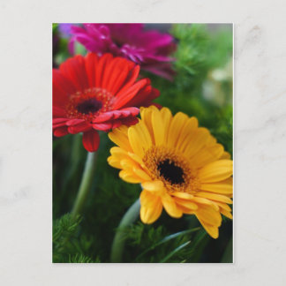 Gerberas vykort