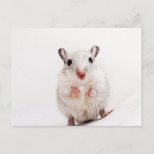 Gerbil Baby djur Cute Pet Gerbils Template Vykort