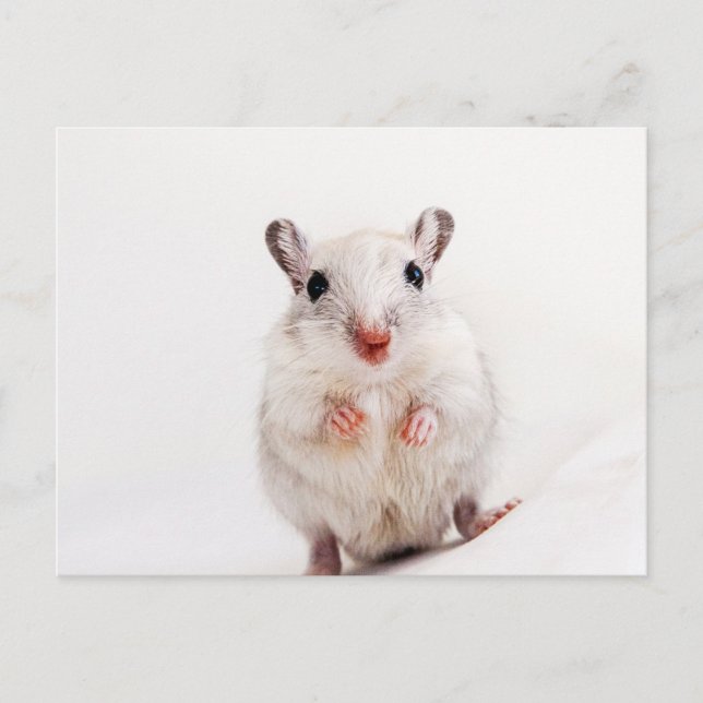 Gerbil Baby djur Cute Pet Gerbils Template Vykort (Framsida)
