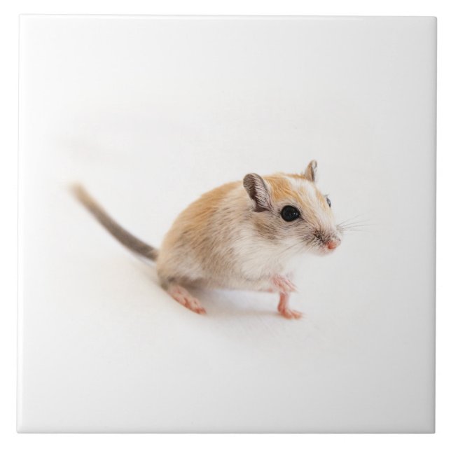 Gerbil Cute Baby djur Pet Gerbils mall Kakelplatta (Framsidan)