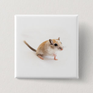 Gerbil Cute Baby djur Pet Gerbils mall Knapp