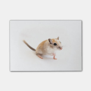 Gerbil Cute Baby djur Pet Gerbils mall Post-it Block