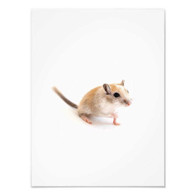 Gerbil Cute Baby djur Pet Gerbils Template Fototryck (Framsidan)