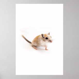Gerbil Cute Baby djur Pet Gerbils Template Poster