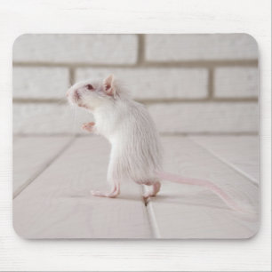 Gerbil stand musmatta