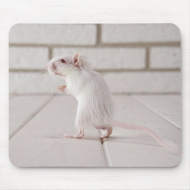 Gerbil stand musmatta (Framsidan)