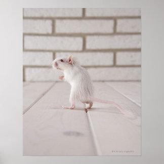 Gerbil stand poster