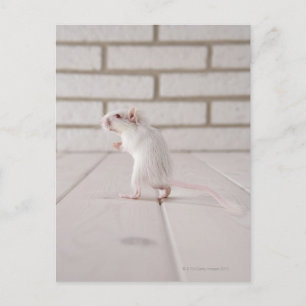 Gerbil stand vykort