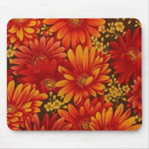 Gerbra Daisys Musmatta
