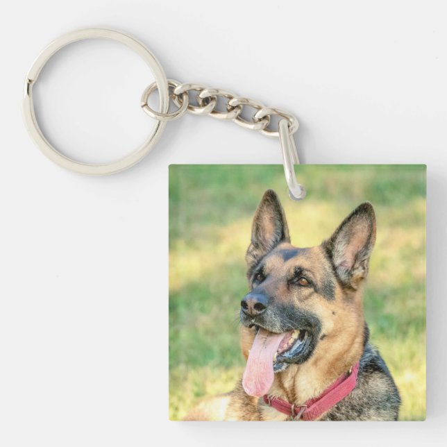 German shepard (Framsidan)