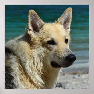 German shepard efter havet poster