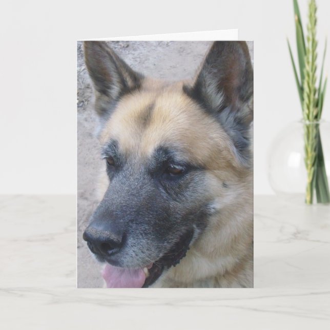 German shepard-födelsedagskort kort (Framsida)