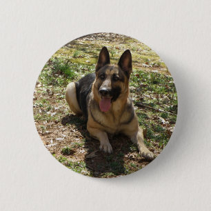 german shepard knapp