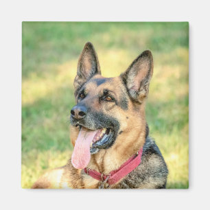 German shepard magnet