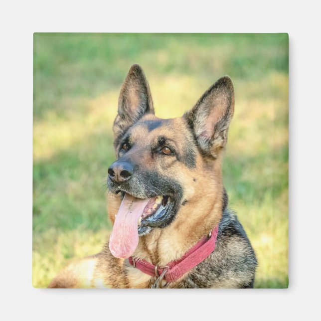 German shepard magnet (Framsidan)