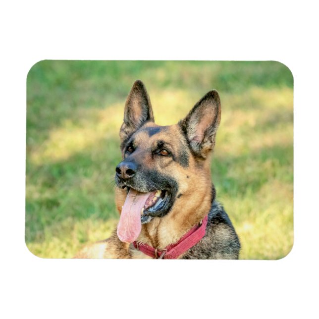 German shepard magnet (Horisontell)