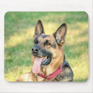 German shepard musmatta
