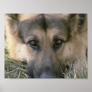 German shepard poster