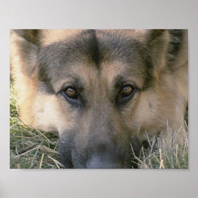 German shepard poster (Framsidan)