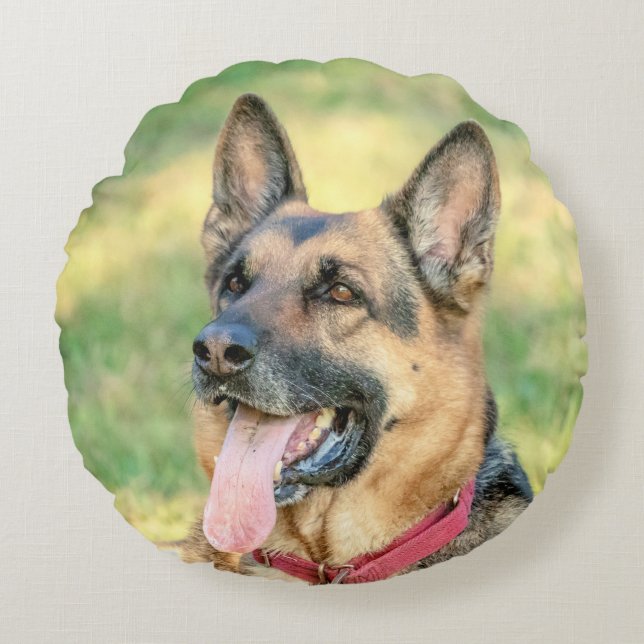 German shepard rund kudde (Framsidan)