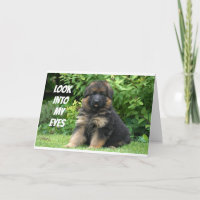 GERMAN SHEPARD SAYS "LYCKLIG 40:e"