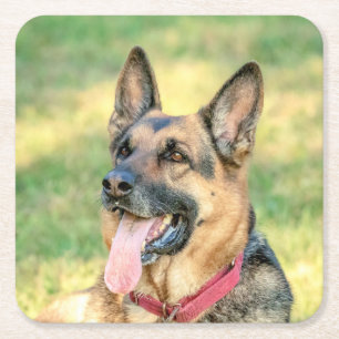 German shepard underlägg papper kvadrat
