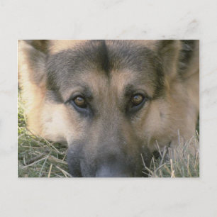 german shepard vykort