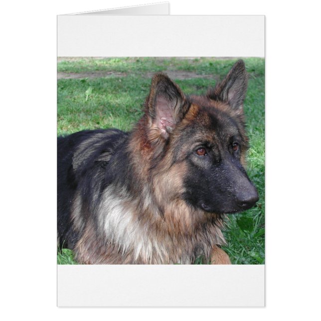 german shepherd 5.png hälsningskort (Framsidan)