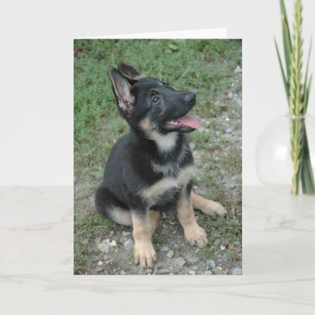 German Shepherd Dog Puppy Kort (Framsida)
