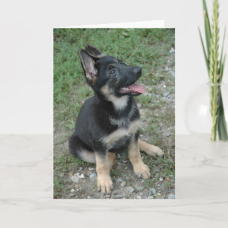 German Shepherd Dog Puppy Kort