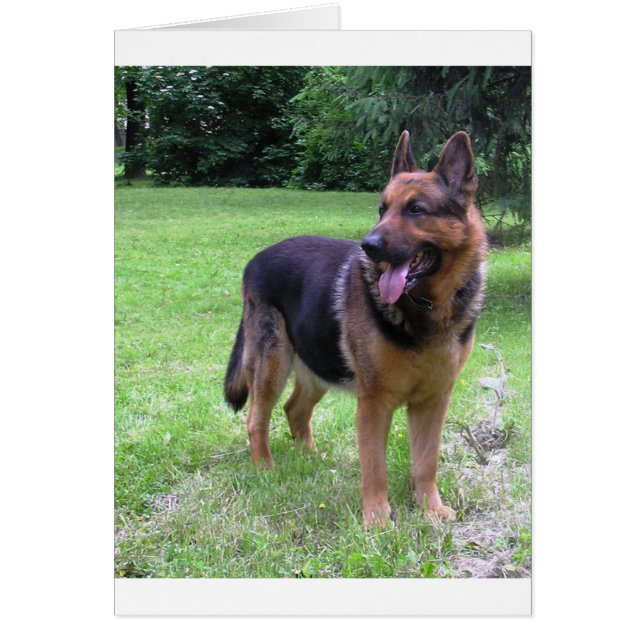 german shepherd fullt 2.png hälsningskort (Framsidan)