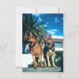 german shepherd group tack kort